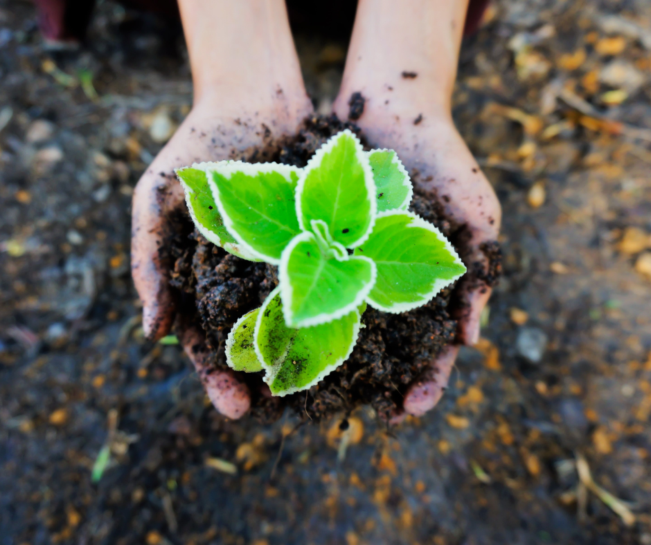 Ecological Education in Action