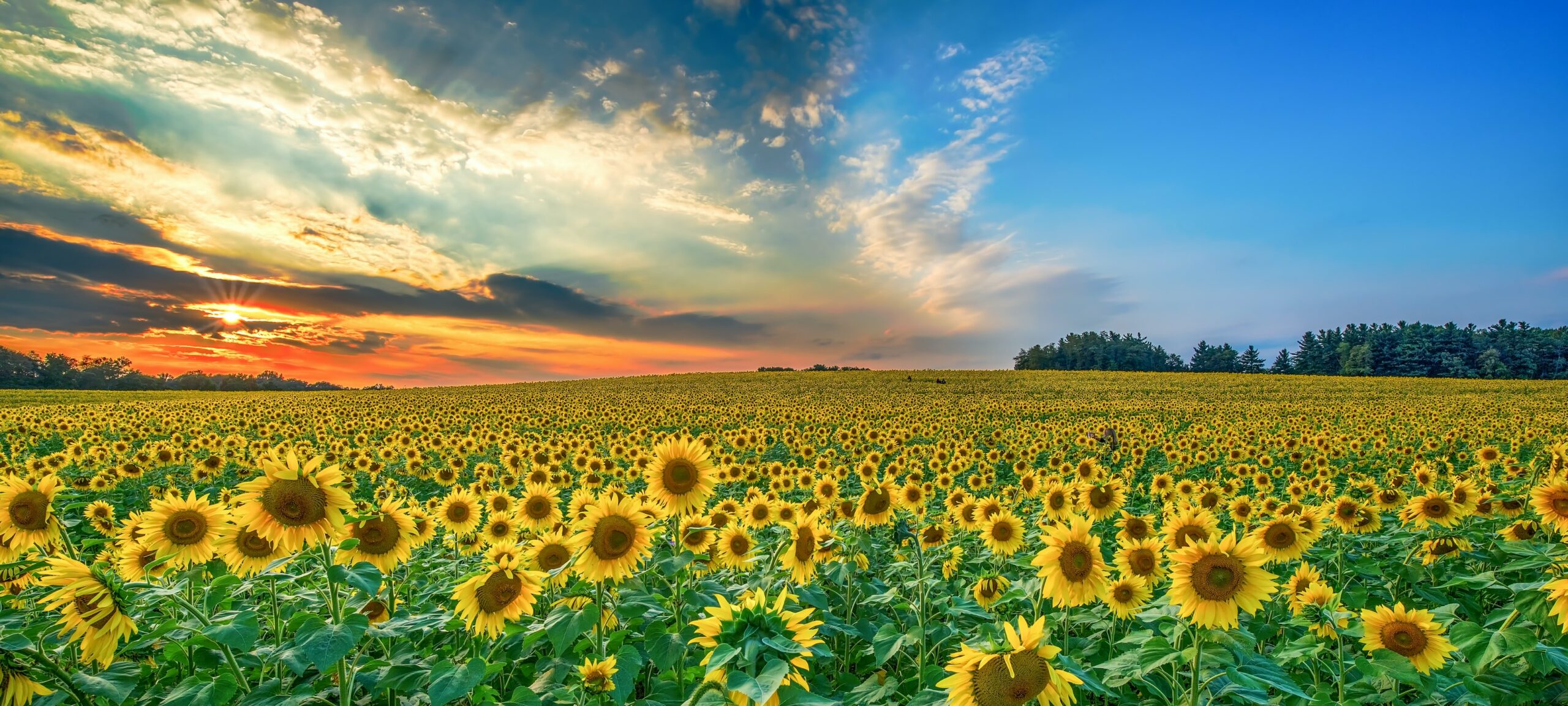 Laudato Si’ Week Continues to Blossom